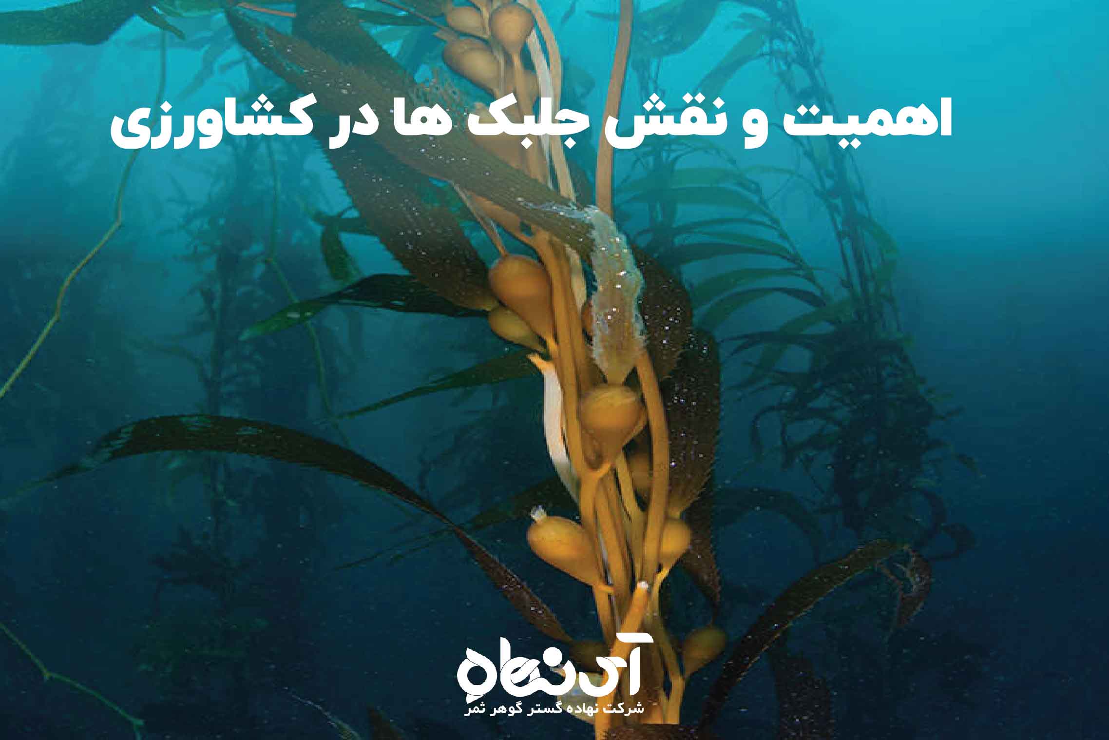 اهمیت و نقش جلبک ها در کشاورزی